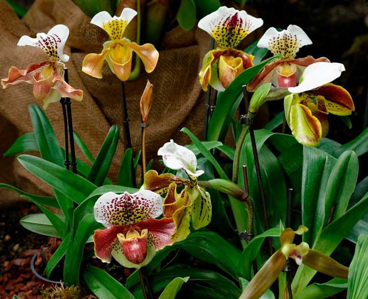 Болезни и вредители орхидеи пафиопедилум
