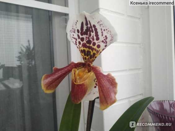 Орхидея пафиопедилум уход в домашних условиях