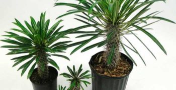 Cuidado de Pachypodium en el hogar: secretos para el cuidado de la planta