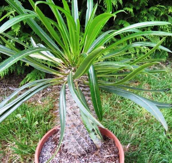 Enfermedades y plagas del pachypodium