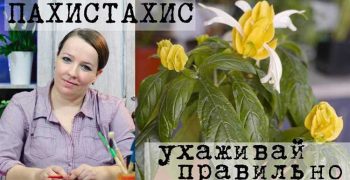 Пахистахис: советы по уходу в домашних условиях