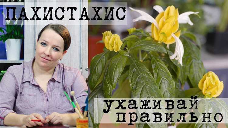 Пахистахис уход в домашних условиях