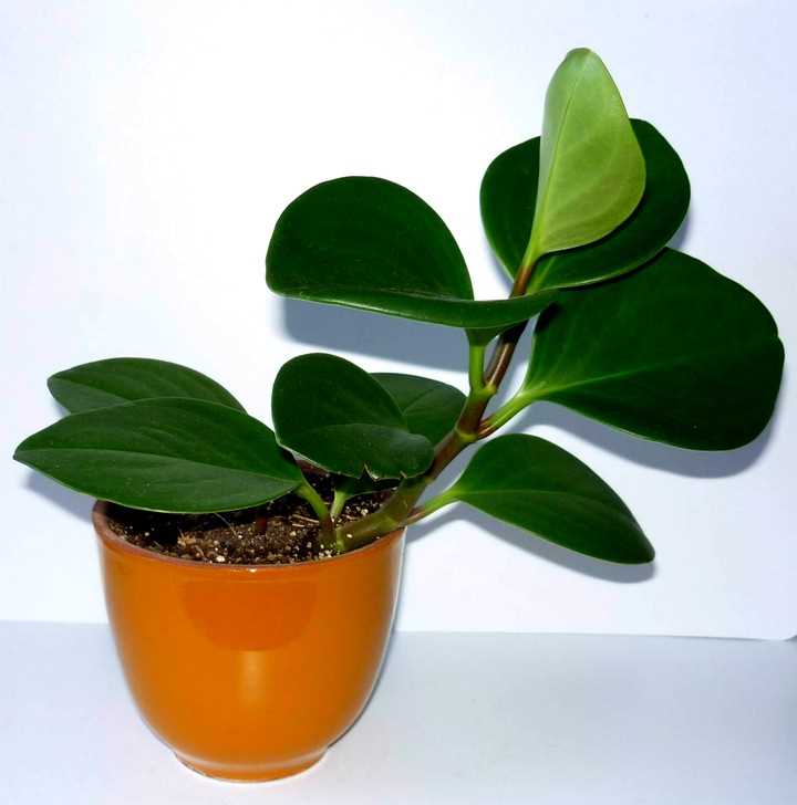 Trasplante de peperomia