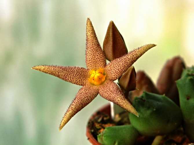 Enfermedades y plagas de la planta Piaranthus