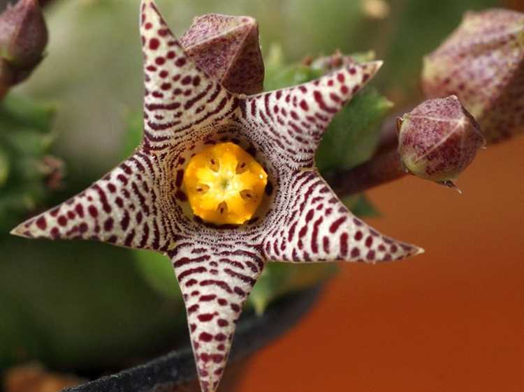 Luchar contra la capa blanca en las hojas del piaranthus en condiciones hogareñas