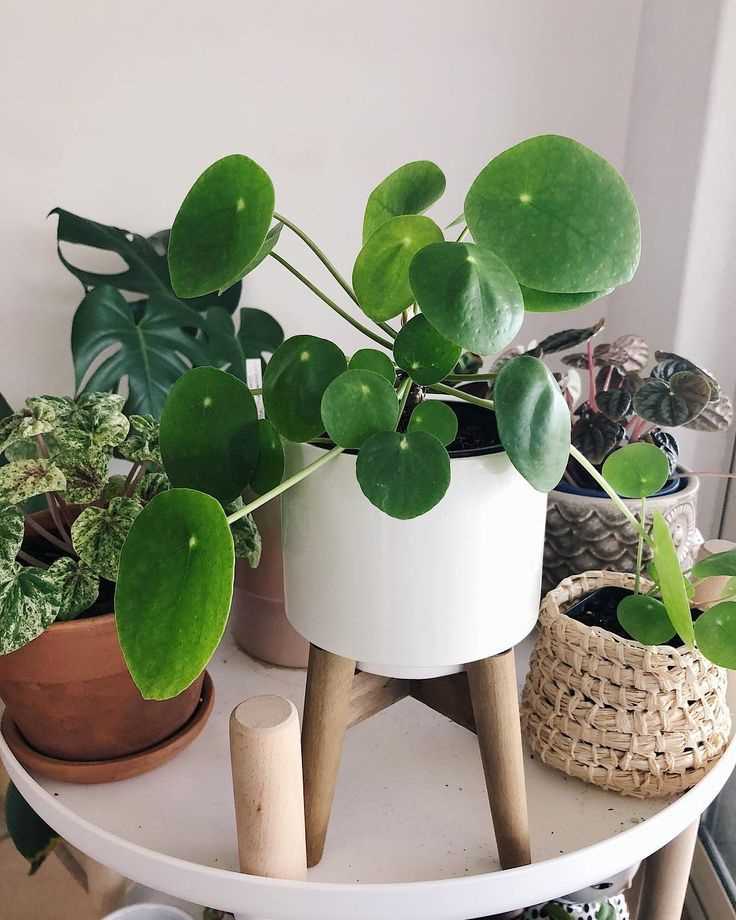 Floración de la pilea: la belleza y la fragancia de la naturaleza en casa