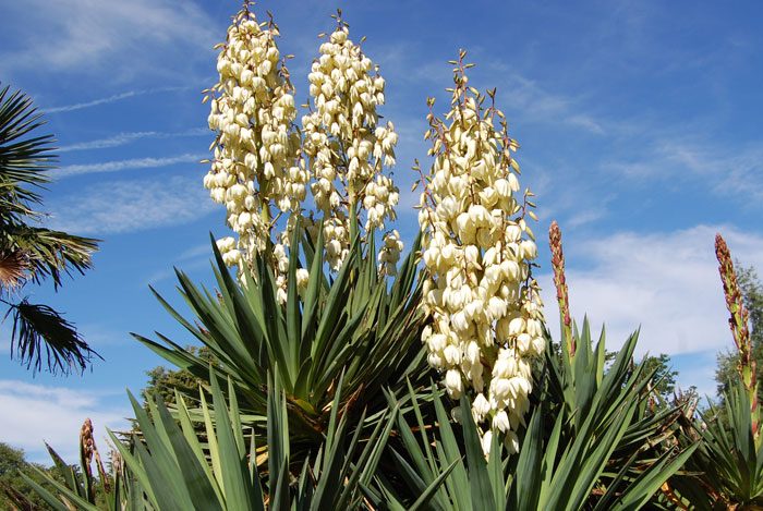 plantas-de-yucca-5-8028685