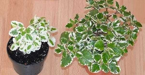 Trasplantar un plectranthus