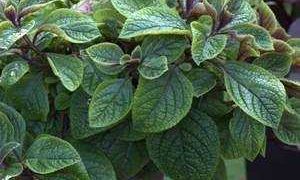 Cuidados del plectranthus en casa: consejos y recomendaciones