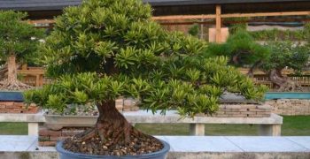 Podocarpus: cuidados en casa. Consejos para su cultivo y cuidado