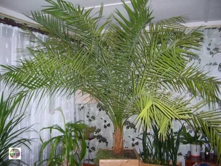 Способы распространения и размножения финиковой пальмы