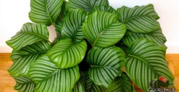 Consejos útiles para cuidar la calathea en casa