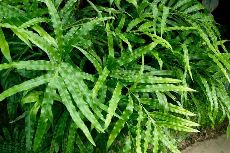 Régimen de temperaturas para el cultivo de Pteris en casa