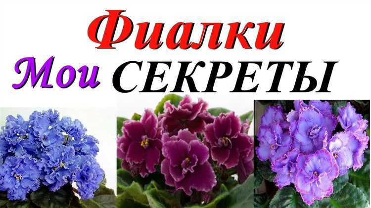 Пересадка сенполии