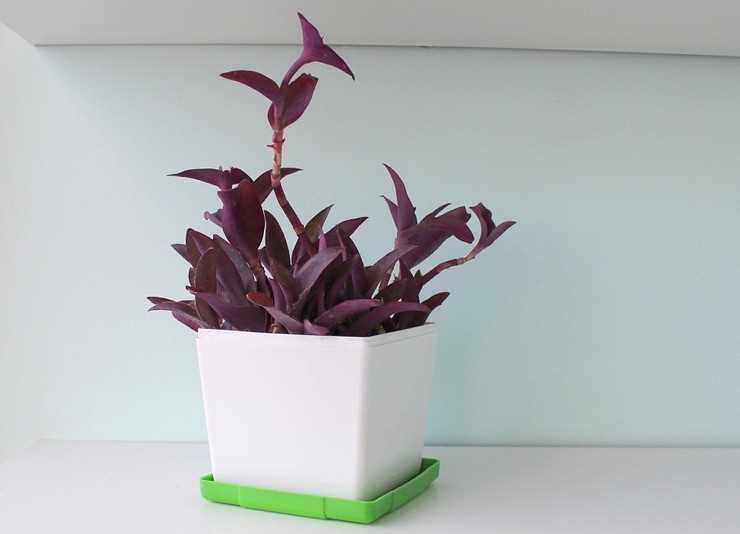 Коричневение кончиков листьев сеткреазии пурпурной в домашних условиях: причины и рекомендации