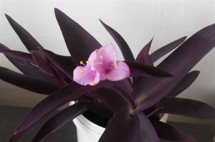 Причины отсутствия цветения сеткреазии пурпурной