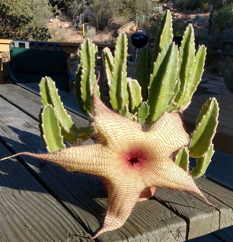 La caída de las hojas en la Stapelia