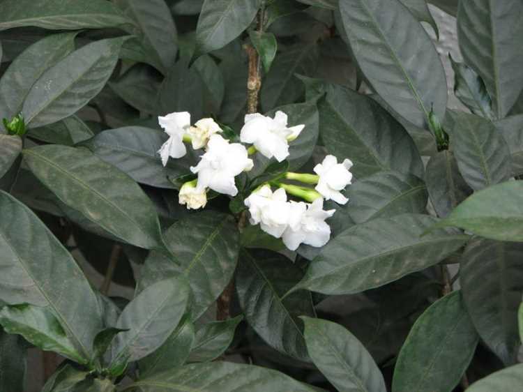 Цветение табернемонтаны: уход за растением в домашних условиях