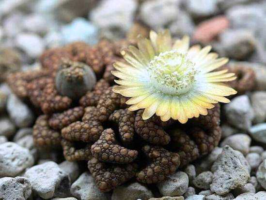 Toxicidad de la titanopsis