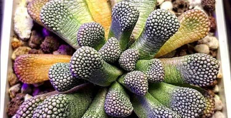 ¿Por qué mi Titanopsis no florece?