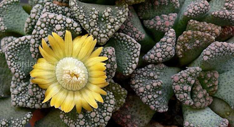 Cuidado de Titanopsis en condiciones domésticas