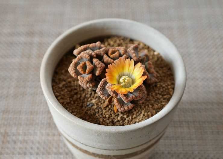 Replanting of Titanopsis