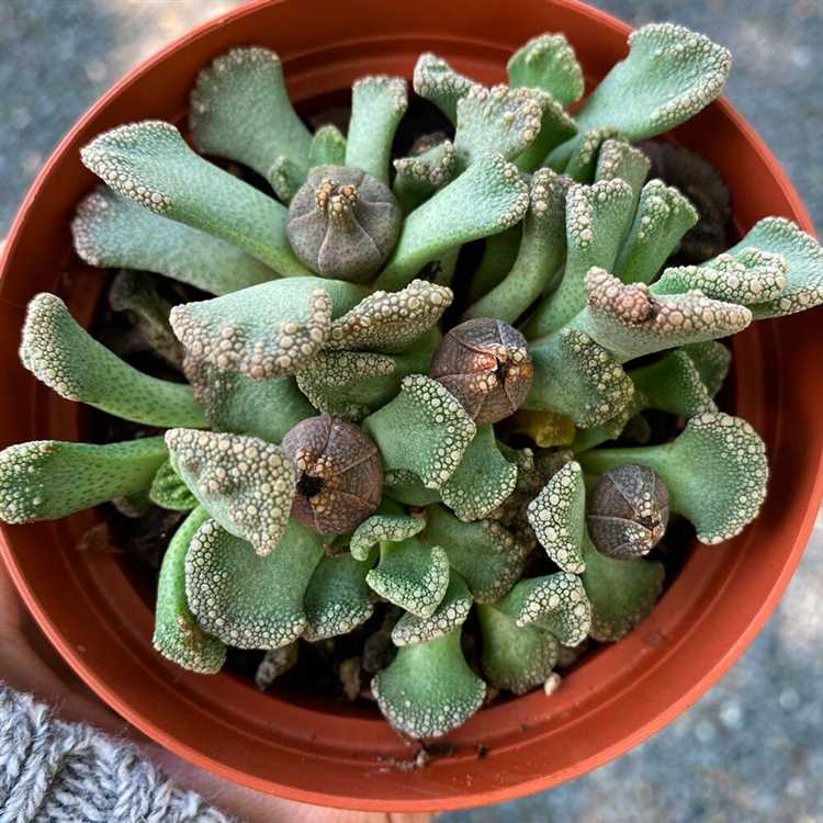 Las formas de reproducción de la Titanopsis