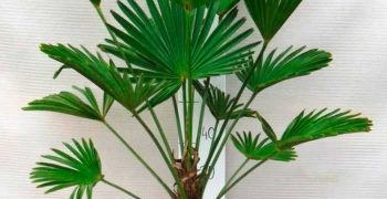 Trachycarpus: normas de cuidado y cultivo en casa