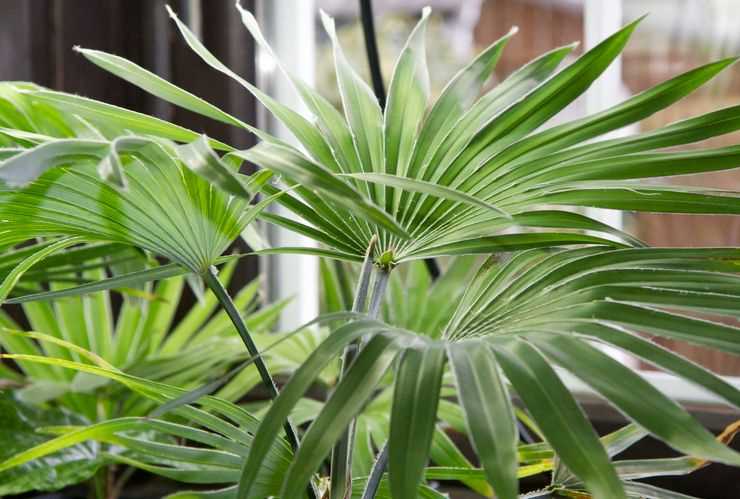 Caída de hojas en Trachycarpus: causas y qué hacer