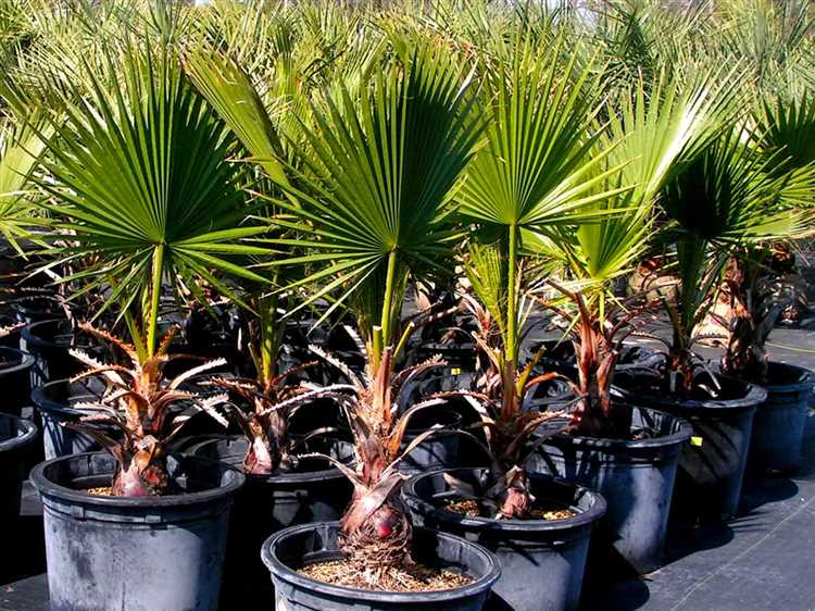 ¿Por qué no florece el Trachycarpus?