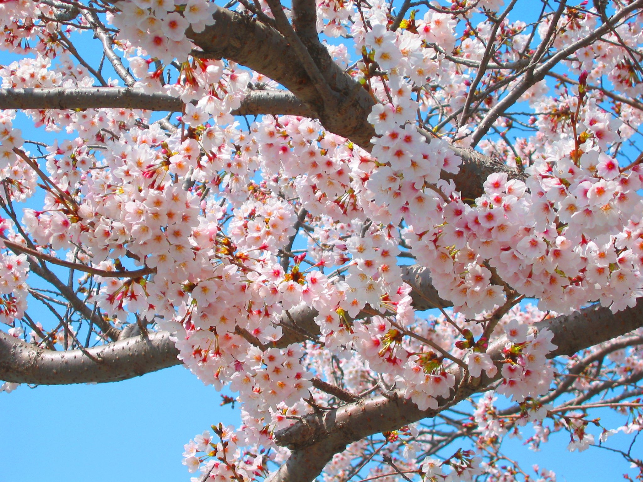 tree-branch-blossom-plant-flower-food-spring-produce-natural-pink-japan-season-cherry-blossom-flowers-sakura-spring-flowers-cherry-k-views-of-japan-cherry-blossoms-japan-flower-1383591-6456844