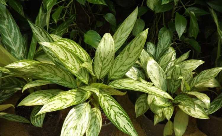 Trasplante Aglaonema