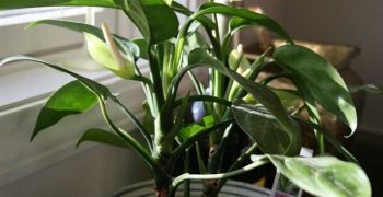 Cuidados de la Aglaonema en casa: consejos y recomendaciones