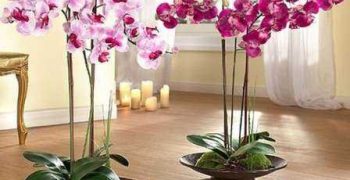 Cuidado del Ariocarpus en el hogar: ¡la orquídea será el orgullo de tu habitación!