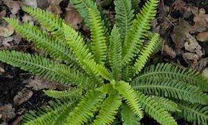 Cuidados del Blechnum en casa: consejos y sugerencias