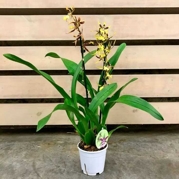 Брассия орхидея-паук уход в домашних условиях