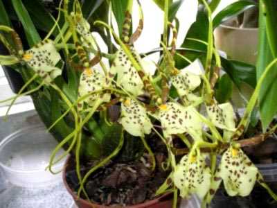 Уход за брассией орхидеей-паук: влажность воздуха