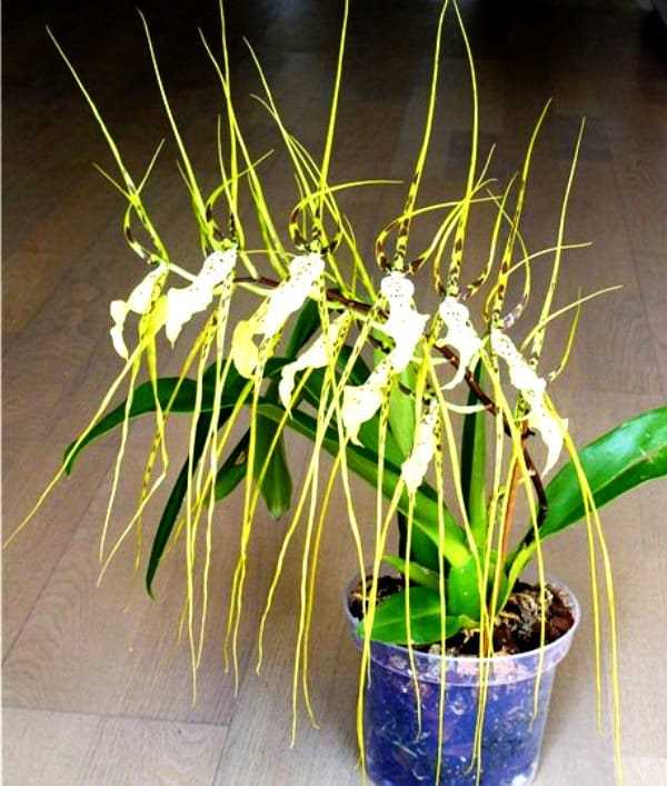 Ядовитость брассии (орхидеи-паука)