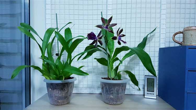 Грунт для брассии орхидеи-паука