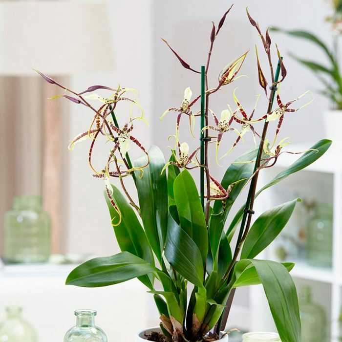Болезни и вредители брассии (орхидеи-паука)