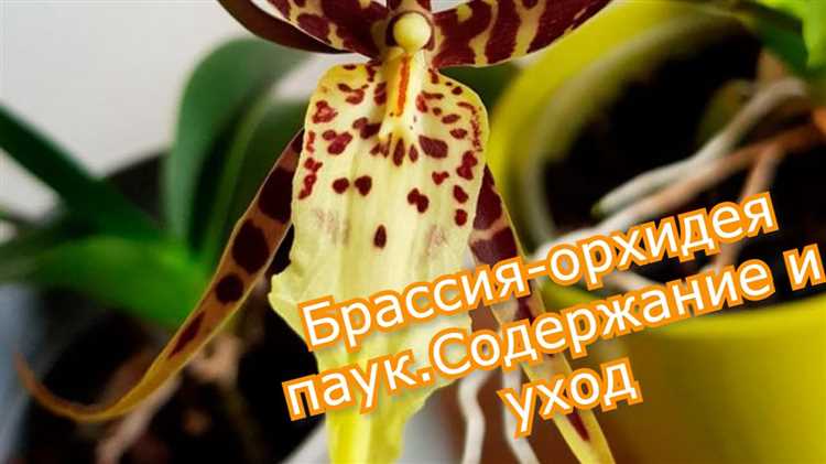 Пересадка брассии (орхидеи-паука)