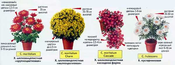 Болезни и вредители домашней хризантемы