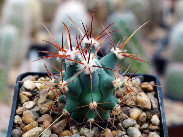 Capa blanca en las hojas de los ferocactus: causas y métodos de control