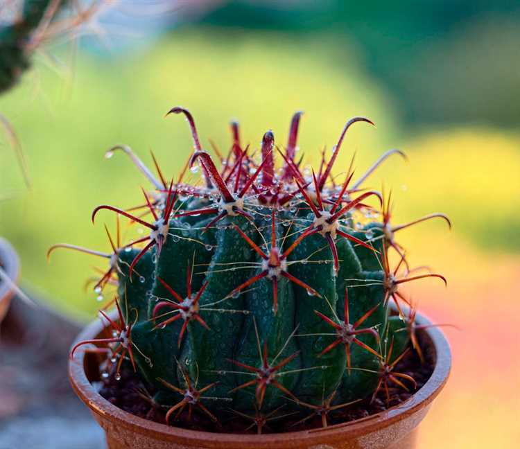 Dónde colocar el Ferocactus