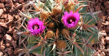 Cuidado del Ferocactus en el hogar: consejos útiles