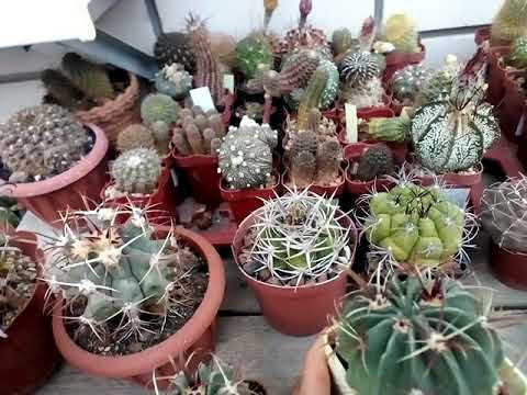 Problemas cuando las hojas del ferocactus se caen