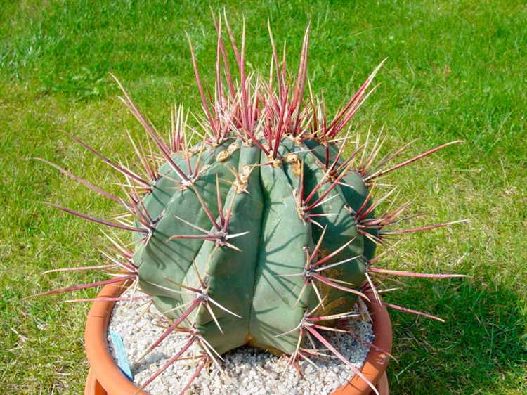 Razones por las cuales un ferocactus puede no florecer