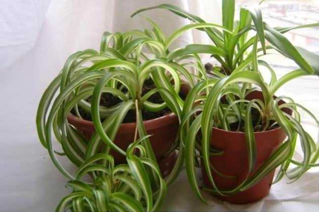 Chlorophytum copetudo floración: peculiaridades y consejos de cuidado