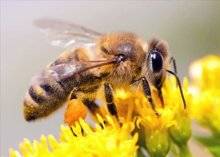 6 мер, которые необходимо предпринять, если вы обнаружили в своем доме пчел и ос