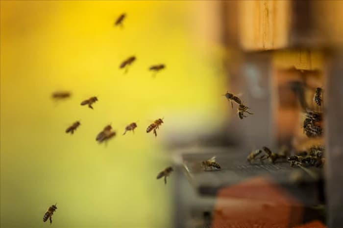 6 мер, которые необходимо предпринять, если вы обнаружили в своем доме пчел и ос